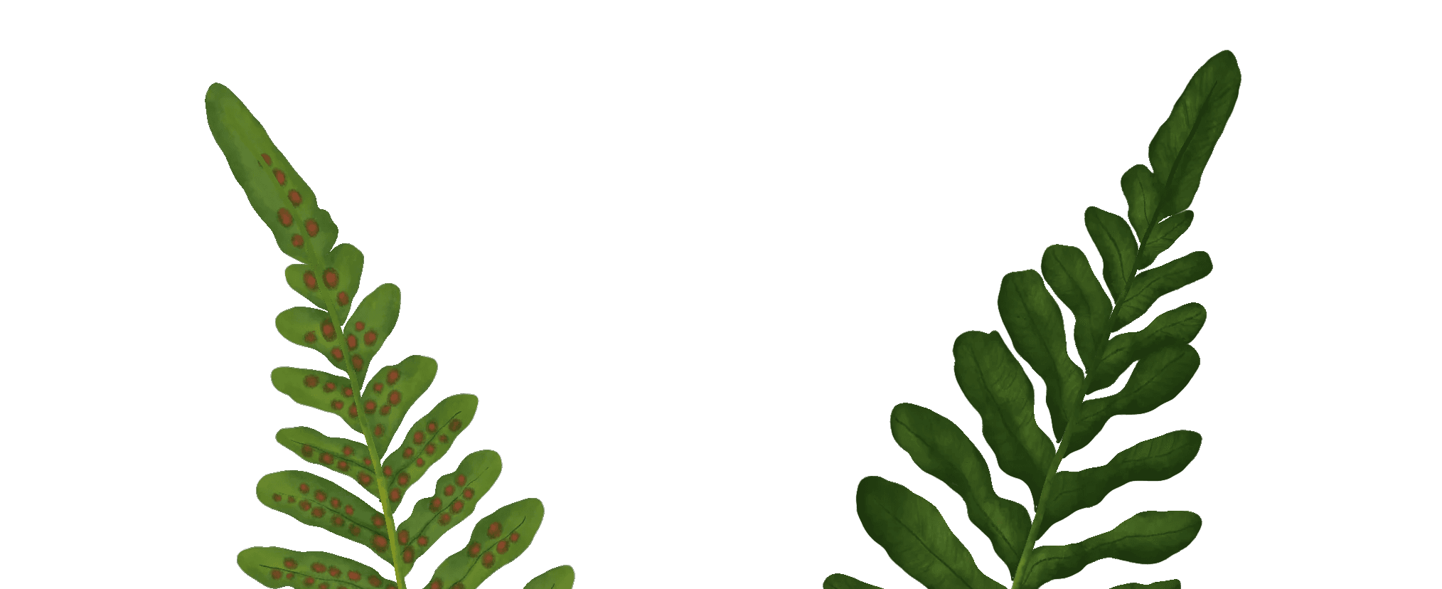 Decorative Polypodium fronds